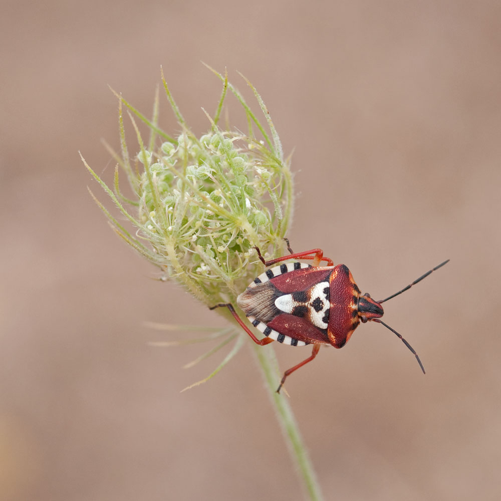 Codophila varia
